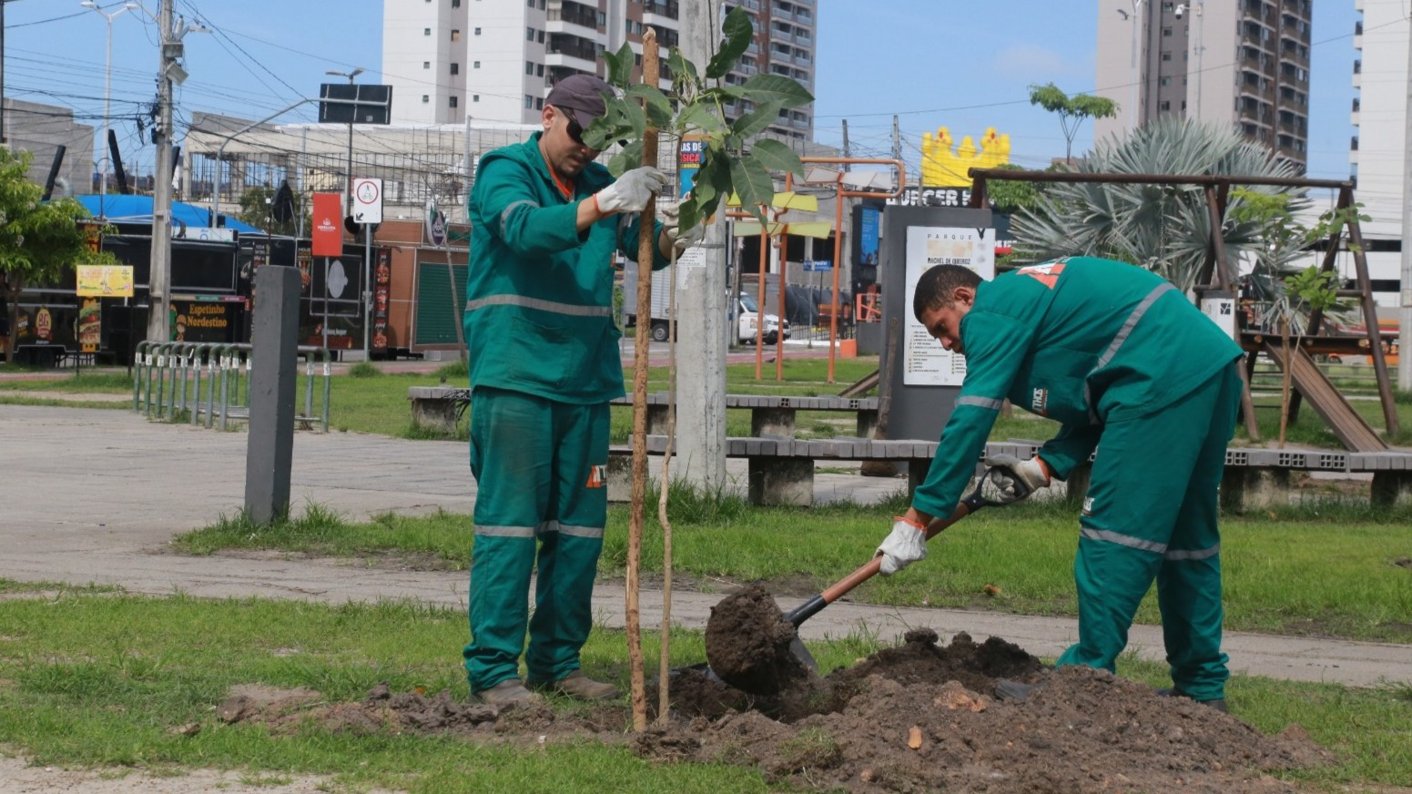 dois homens plantando uma muda em um parque municipal